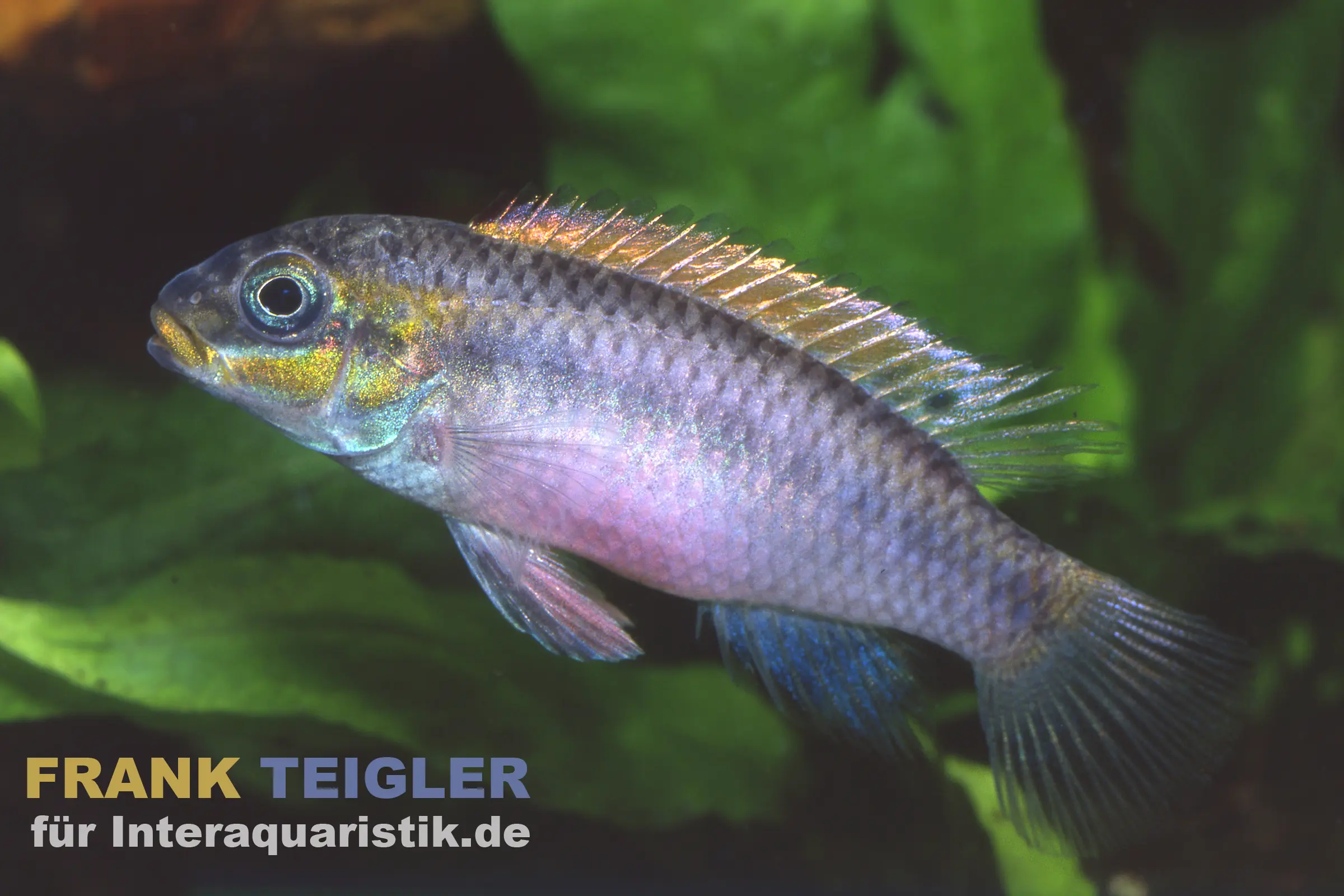 Cichlidé joyau Nange, Pelvicachromis taeniatus Nange