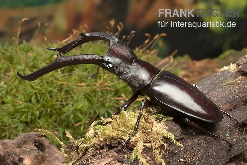 Lucane de Sumatra, Hexarthrius mandibularis