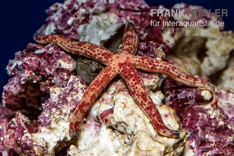 Étoile de mer rouge de Luzon, Echinaster luzonicus