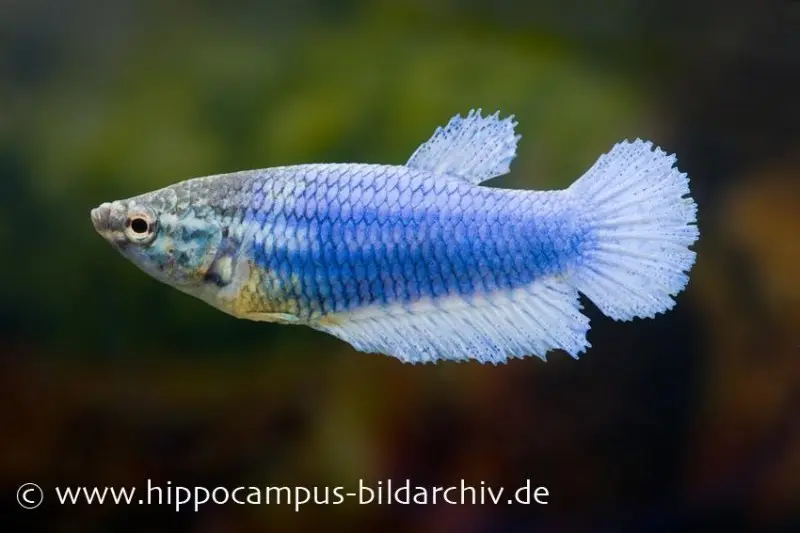 Combattant Halfmoon bleu, femelle, Betta splendens