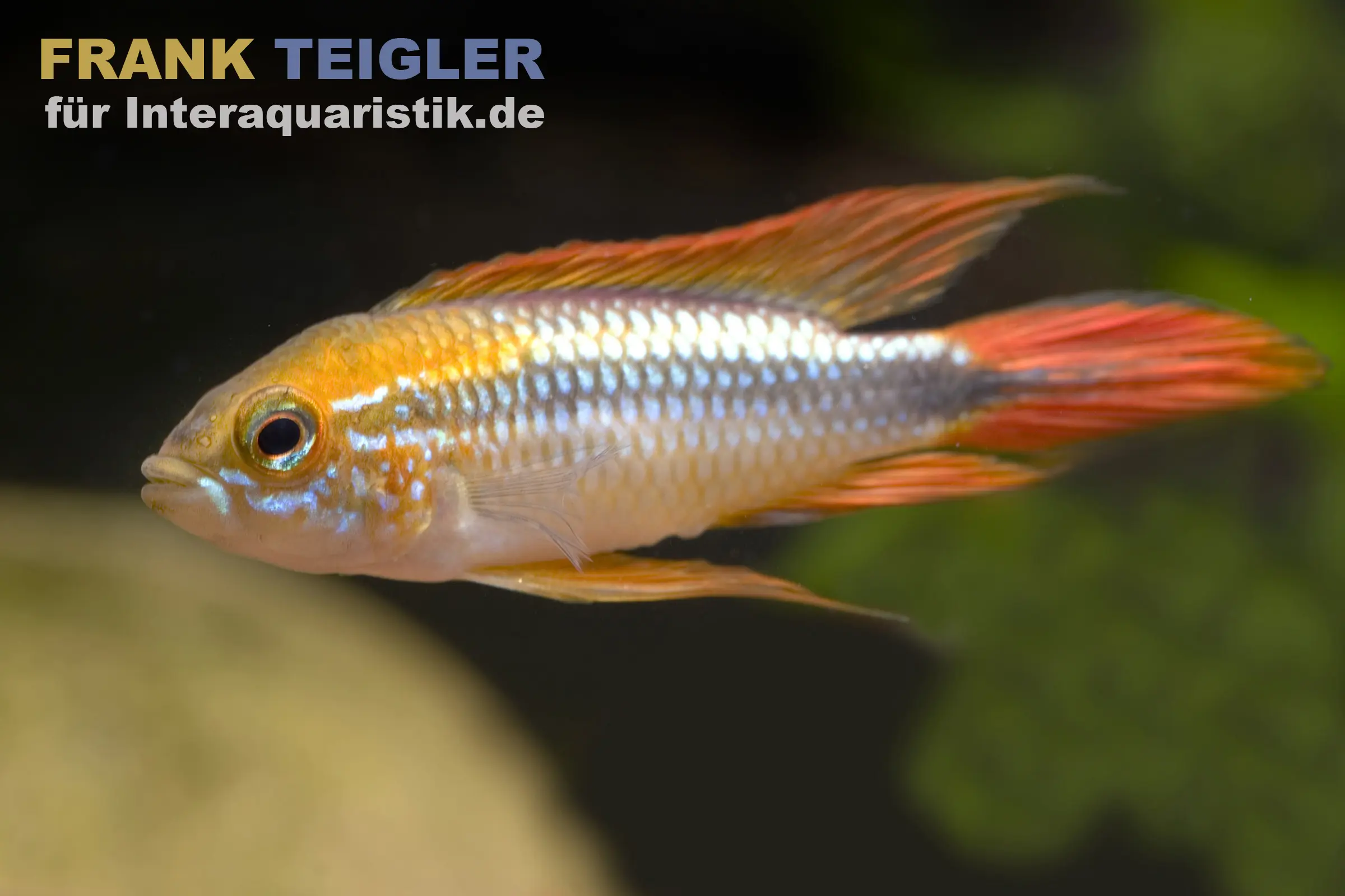 Cichlidé nain à queue multicolore, Apistogramma agassizii double rouge, par paire