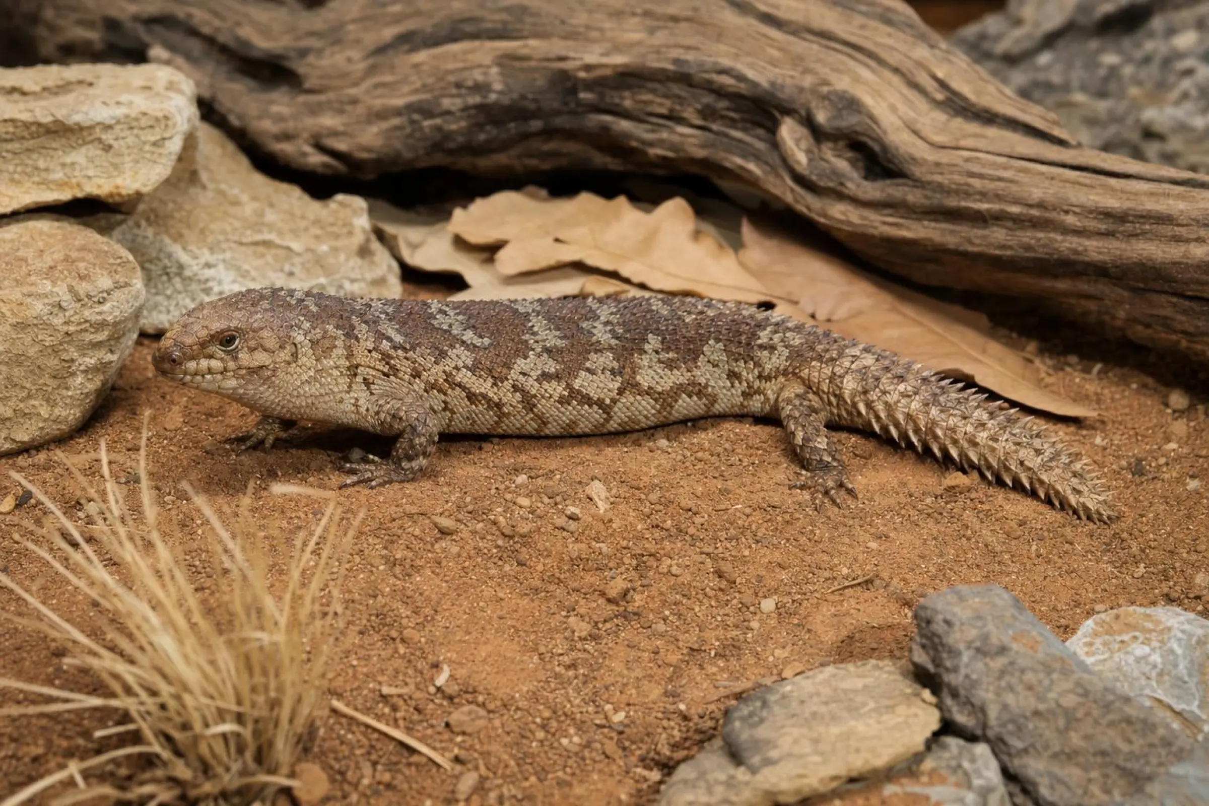 Scinque à queue épineuse de Stokes, Egernia stokesii