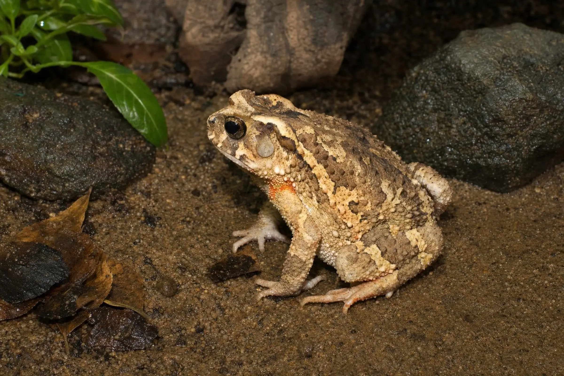 Crapaud à tête osseuse, Ingerophrynus galeatus