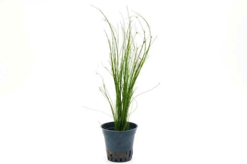Éléocharis vivipare, Eleocharis vivipara, en pot