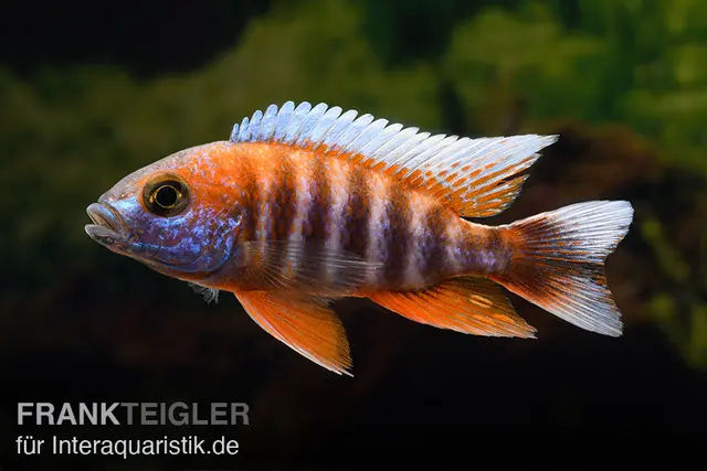 Cichlidé fée, Aulonocara jacobfreibergi