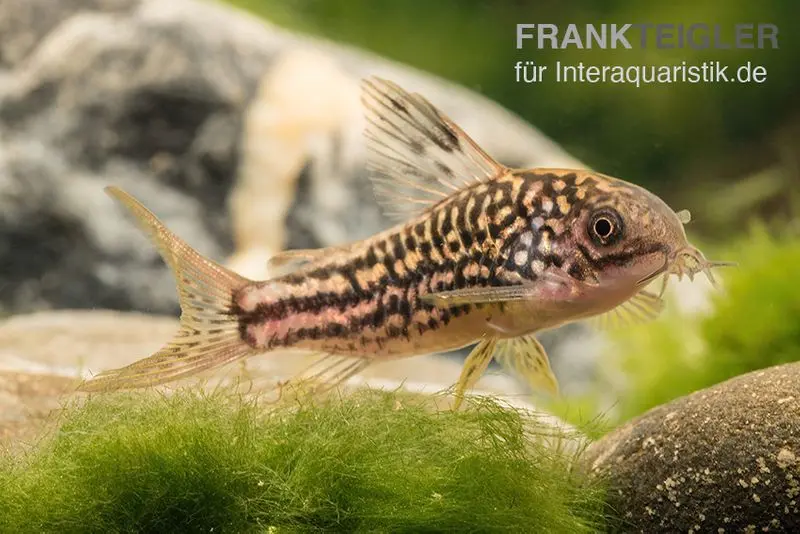 Corydoras nanus, Corydoras nanus, 2-3 cm