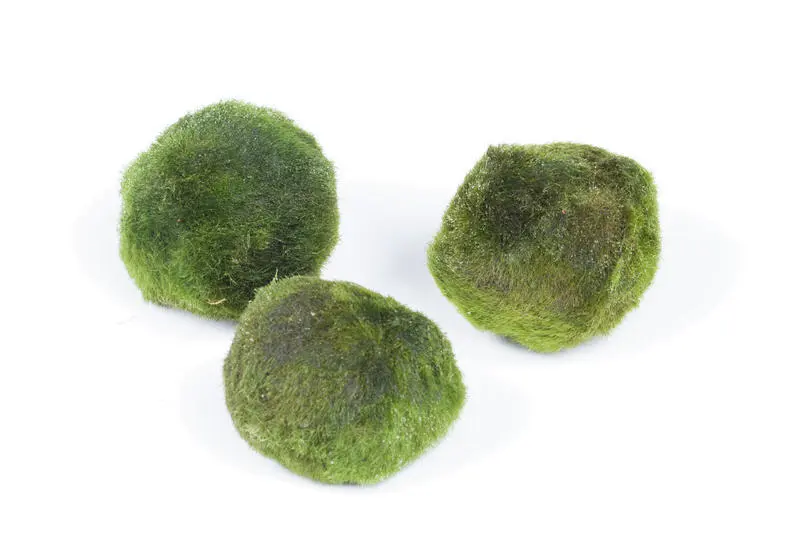 Boule de mousse, Cladophora aegagropila