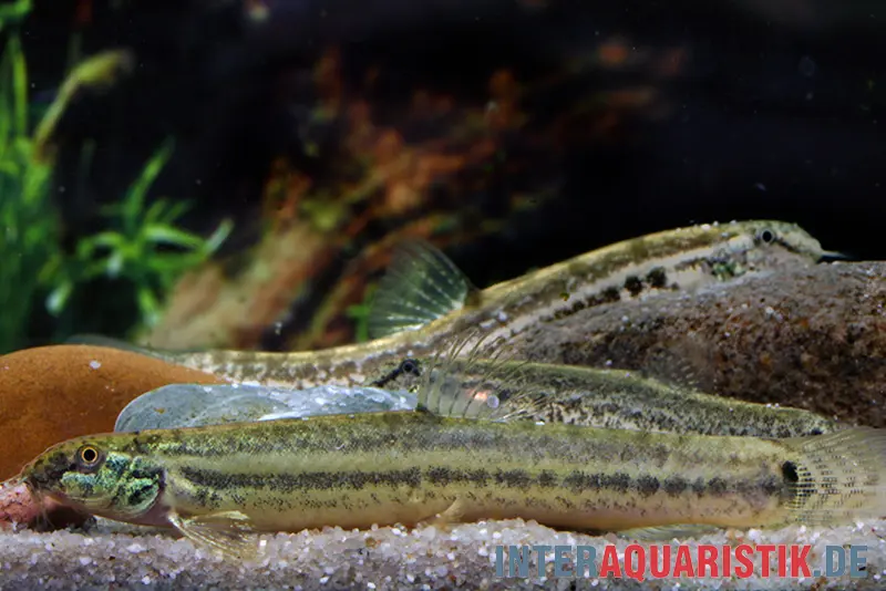 Loche panthère, Lepidocephalichthys guntea