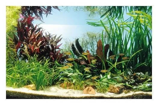 Tétra cuivré, 80 x 35 x 40 cm, set de plantes d’aquarium, assortiment de plantes