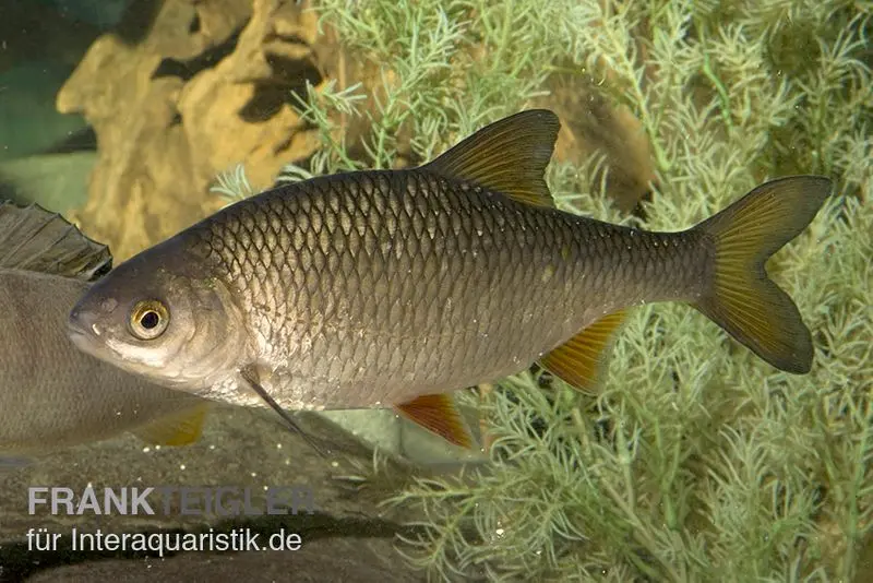 Gardon, Rutilus rutilus, 10-13 cm (eau froide)