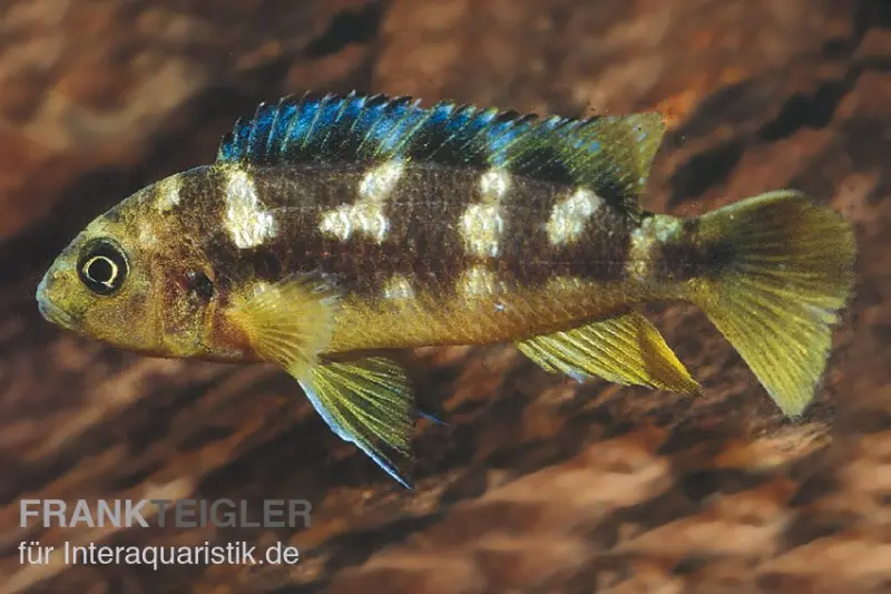 Incubateur buccal caméléon, Pseudotropheus crabro, élevage allemand
