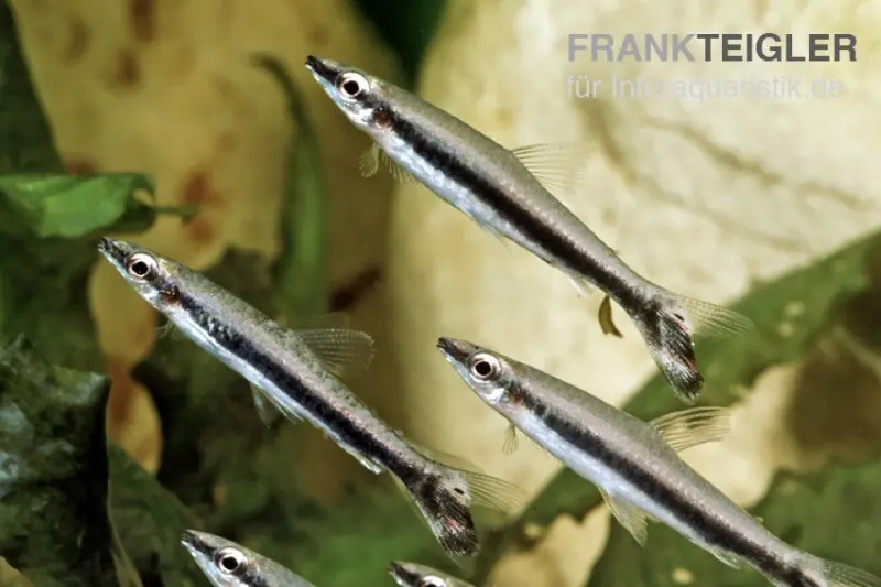 Tétra à bande unique, Nannostomus unifasciatus, 3-5 cm 