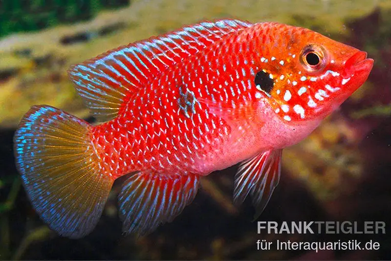 Cichlidé rouge, Hemichromis stellifer sp. "Gabun"