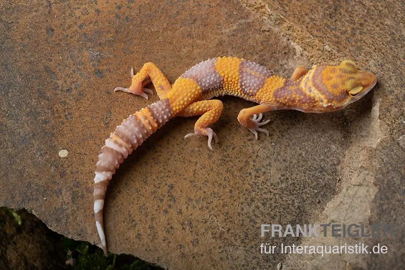 Gecko léopard, Eublepharis macularius, TANGERINE BELL ALBINO