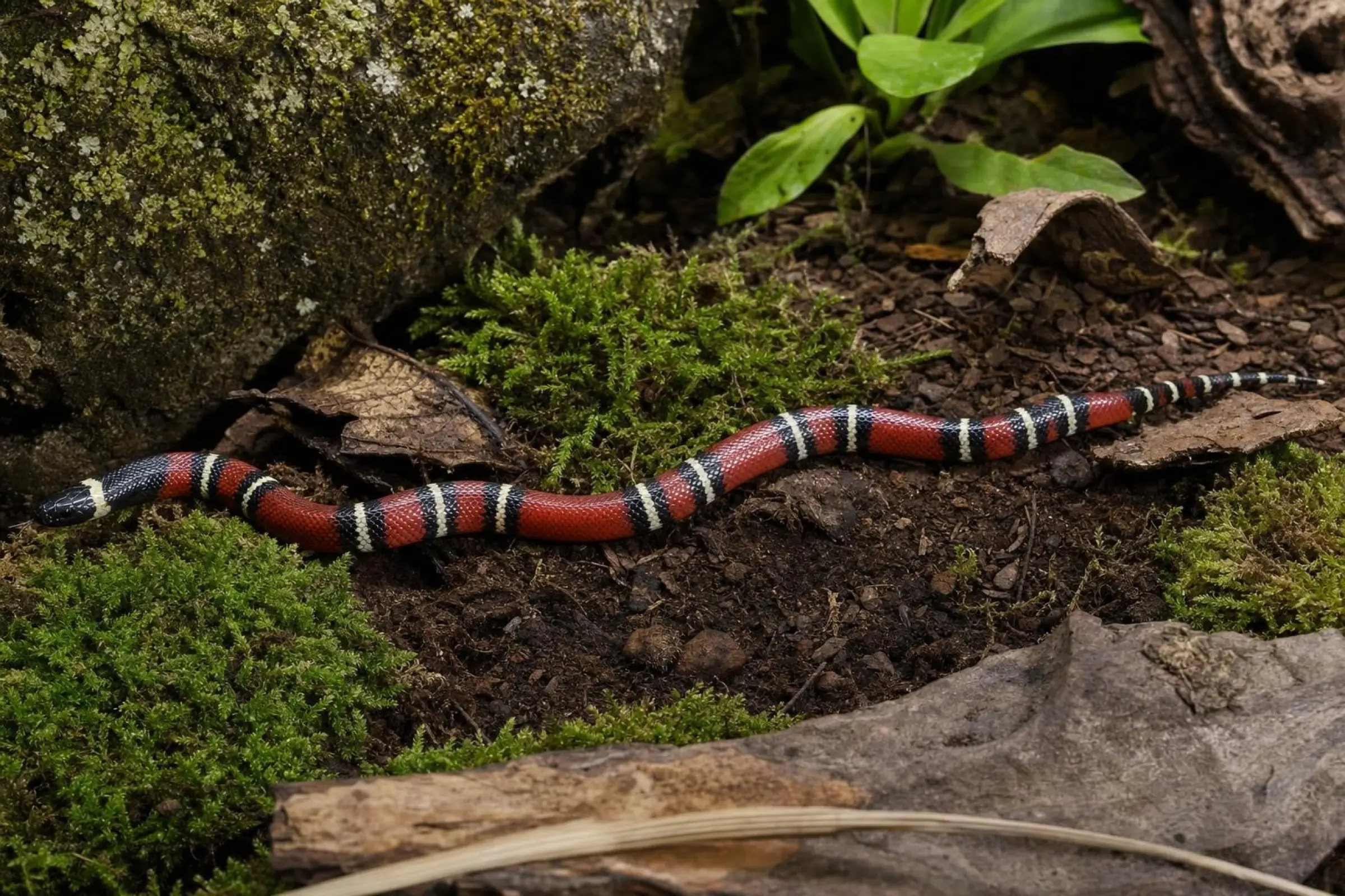 Serpent roi tacheté de Nelson, Lampropeltis t. nelsoni