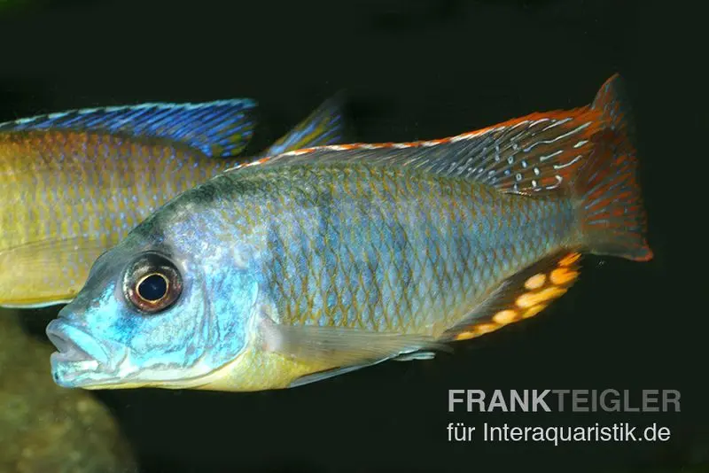Cichlidé chrysogaster, Naevochromis chrysogaster, 8-10 cm, élevage allemand