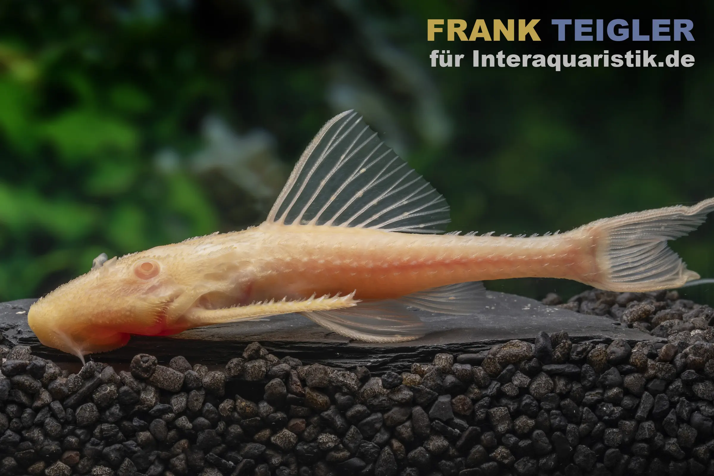 Pléco Adonis albinos, Acanthicus adonis