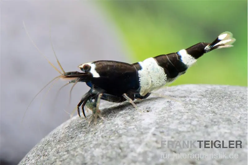 Crevette Black Panda, Caridina spec. Black Panda (Taiwan Bee)
