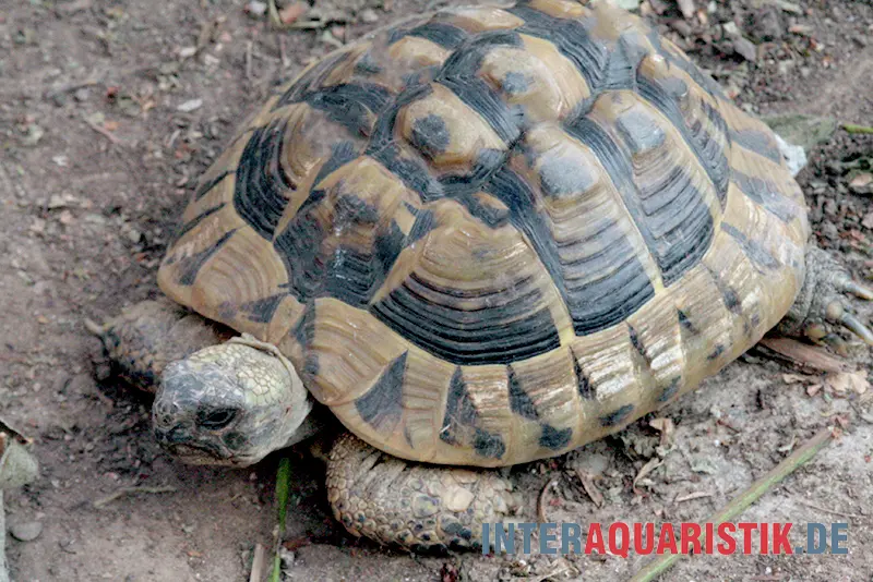 Tortue d’Hermann, Testudo hermanni boettgeri