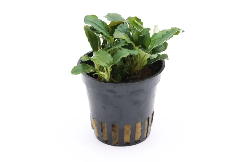 Bucephalandra sp. « Mini Red », en pot
