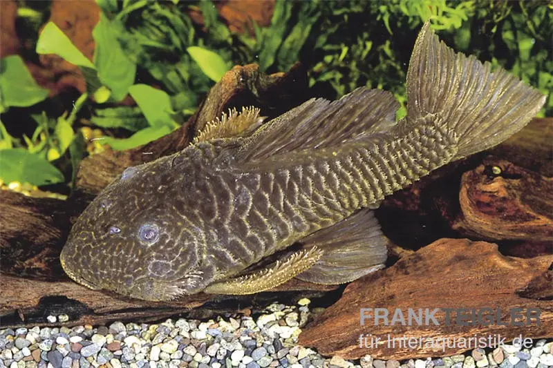 Pléco cuirassé à large tête à épines dorées, L56, Parancistrus aurantiacus, 6-8 cm