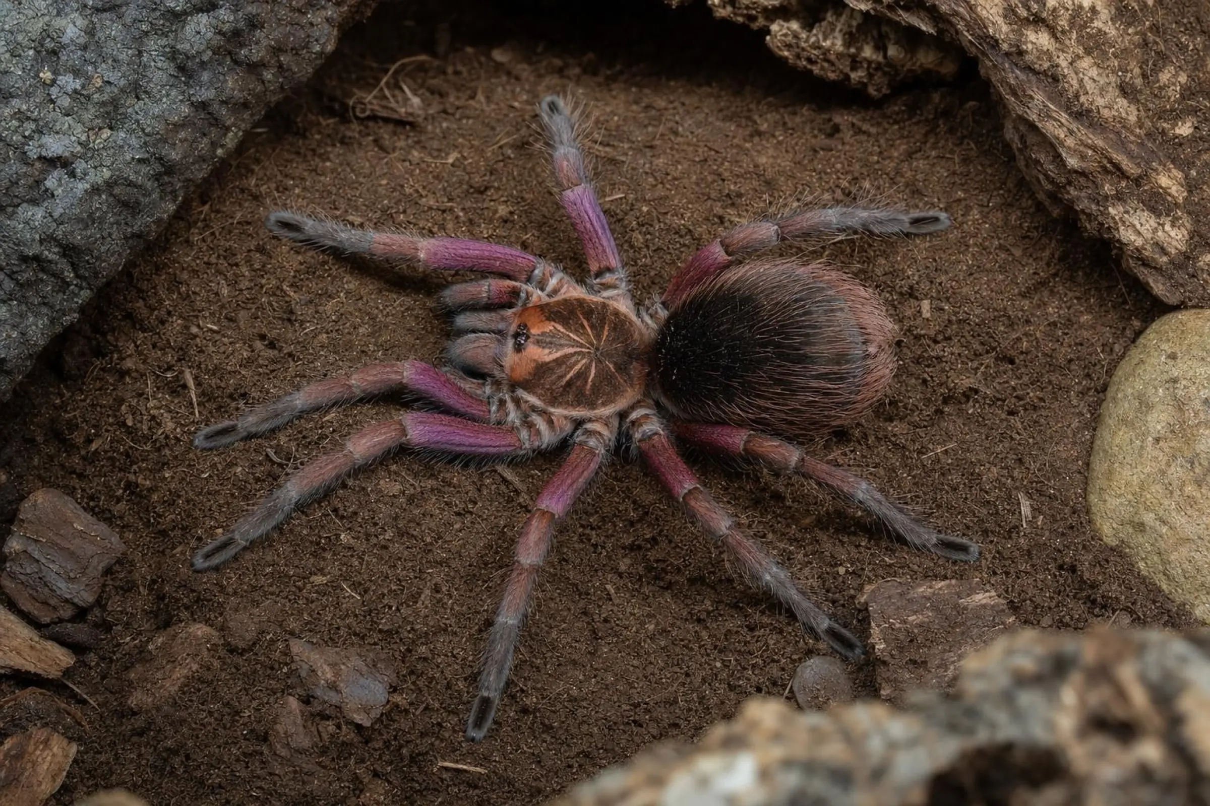 Mygale Machala, Pamphobeteus spec. machala