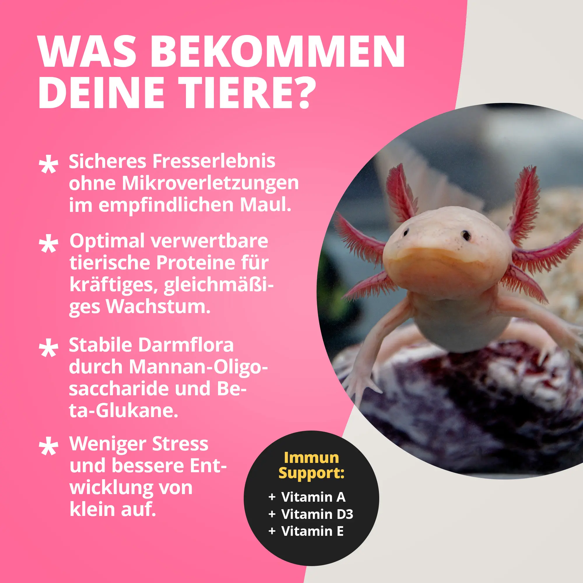 Nahaufnahme eines rosa Axolotls im Aquarium