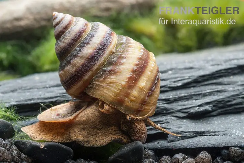 Escargot piano, Taia naticoides