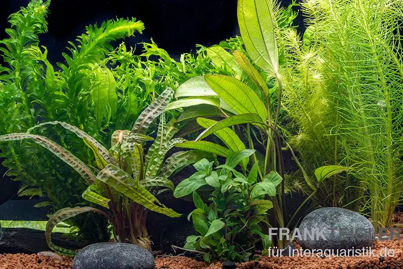 Assortiment de plantes pour Betta combattant, 7 plantes