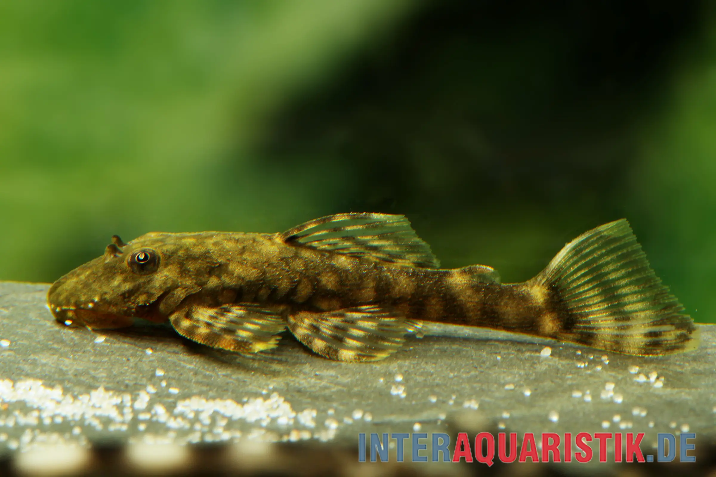 Ancistrus brun du Paraguay, L89, Ancistrus tamboensis, 4-5 cm