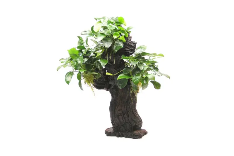 Mbuna L avec Anubias barteri var. nana, env. 12x19x45 cm