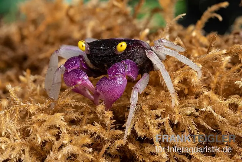 Crabe vampire Purpuralba, Geosesarma sp. lilaweiss