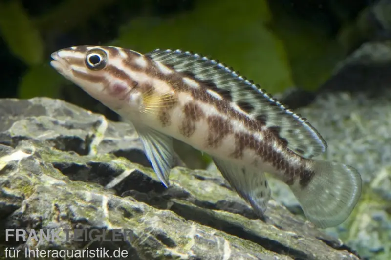 Cichlidé élancé damier, Julidochromis marlieri, élevage allemand