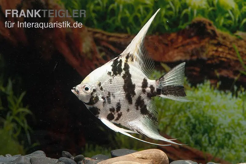 Scalaire Platinum-Panda, Pterophyllum scalare