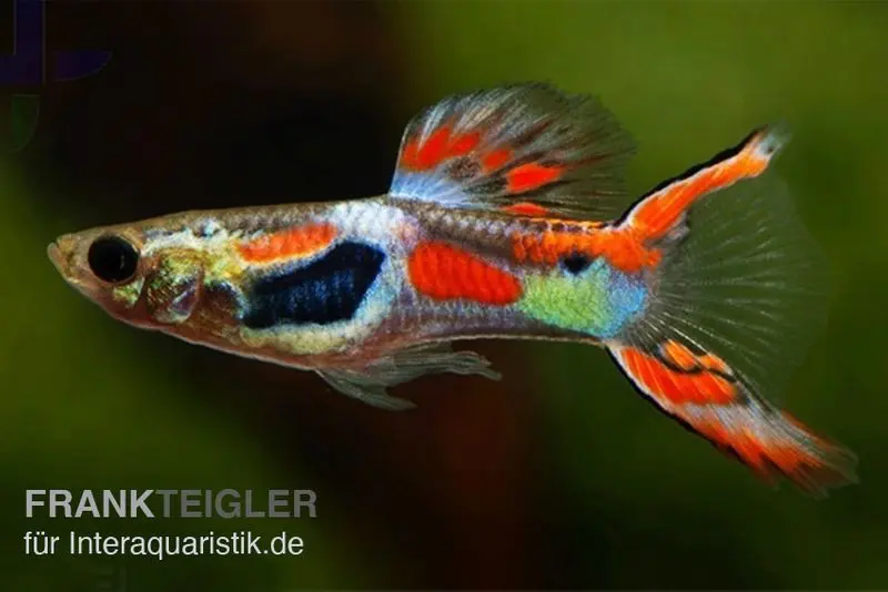 Guppy Endler rouge, Poecilia wingei, par couple