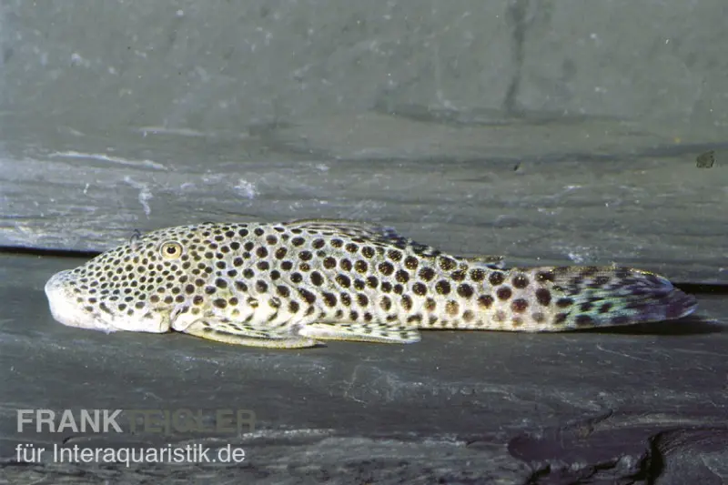 Pléco de montagne ponctué, L148, L445, Chaetostoma sp.