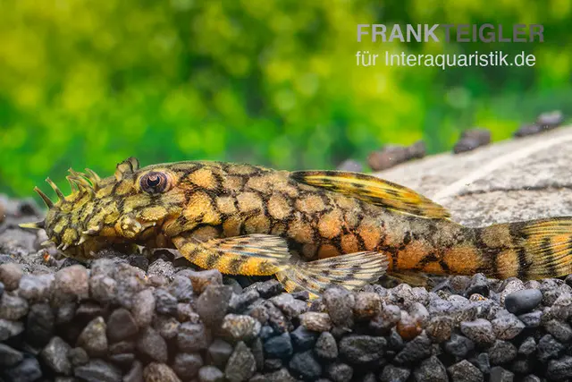 Silure Rio Itenez, L519, Ancistrus sp. « Rio Itenez »