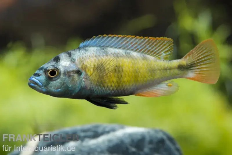 Cichlidé Thick Skin, Haplochromis sp. Thick Skin CH44, élevage allemand