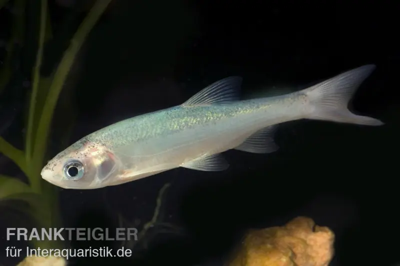 Orfe bleue, Leuciscus idus, 7-10 cm, élevage allemand (eau froide)