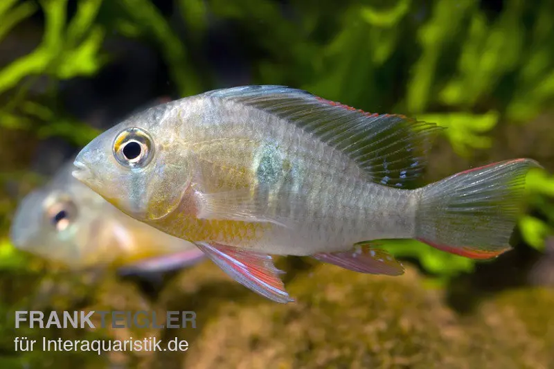 Cichlidé papillon bolivien, Microgeophagus altispinosa