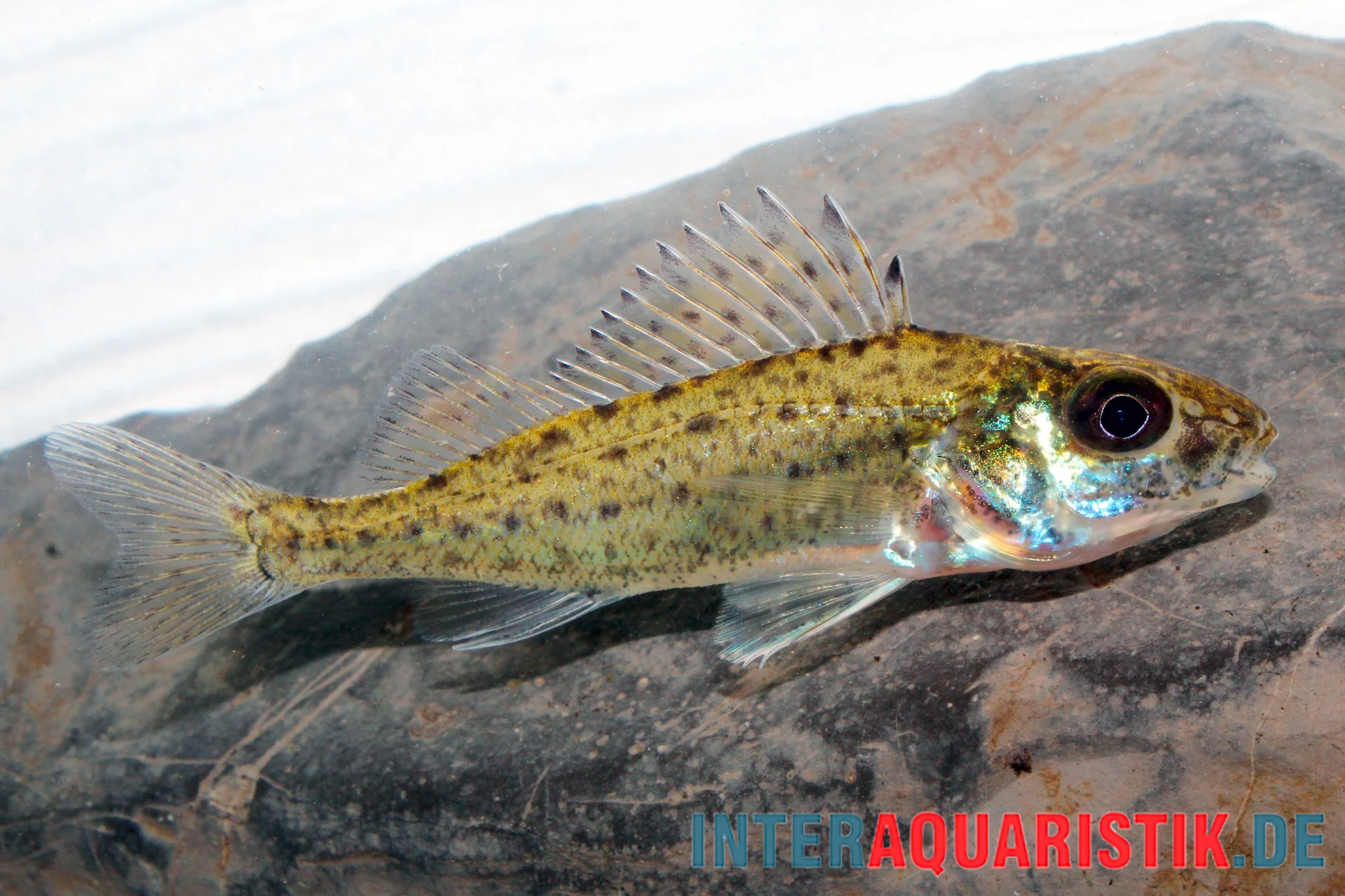 Goujon de rivière, Gymnocephalus cernua, 7-10 cm (eau froide)