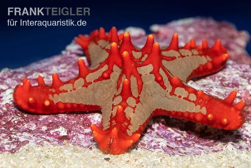 Étoile de mer coussin de Linck, Protoreaster linckii
