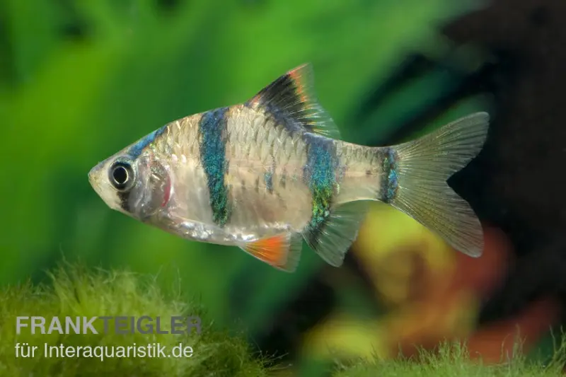 Barbus de Sumatra, Barbus tetrazona, DNZ (élevage allemand)