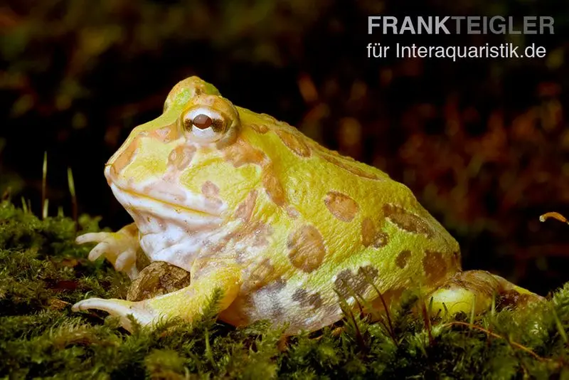 Grenouille Pacman albinos, grenouille cornue ornée, Ceratophrys cranwelli albino