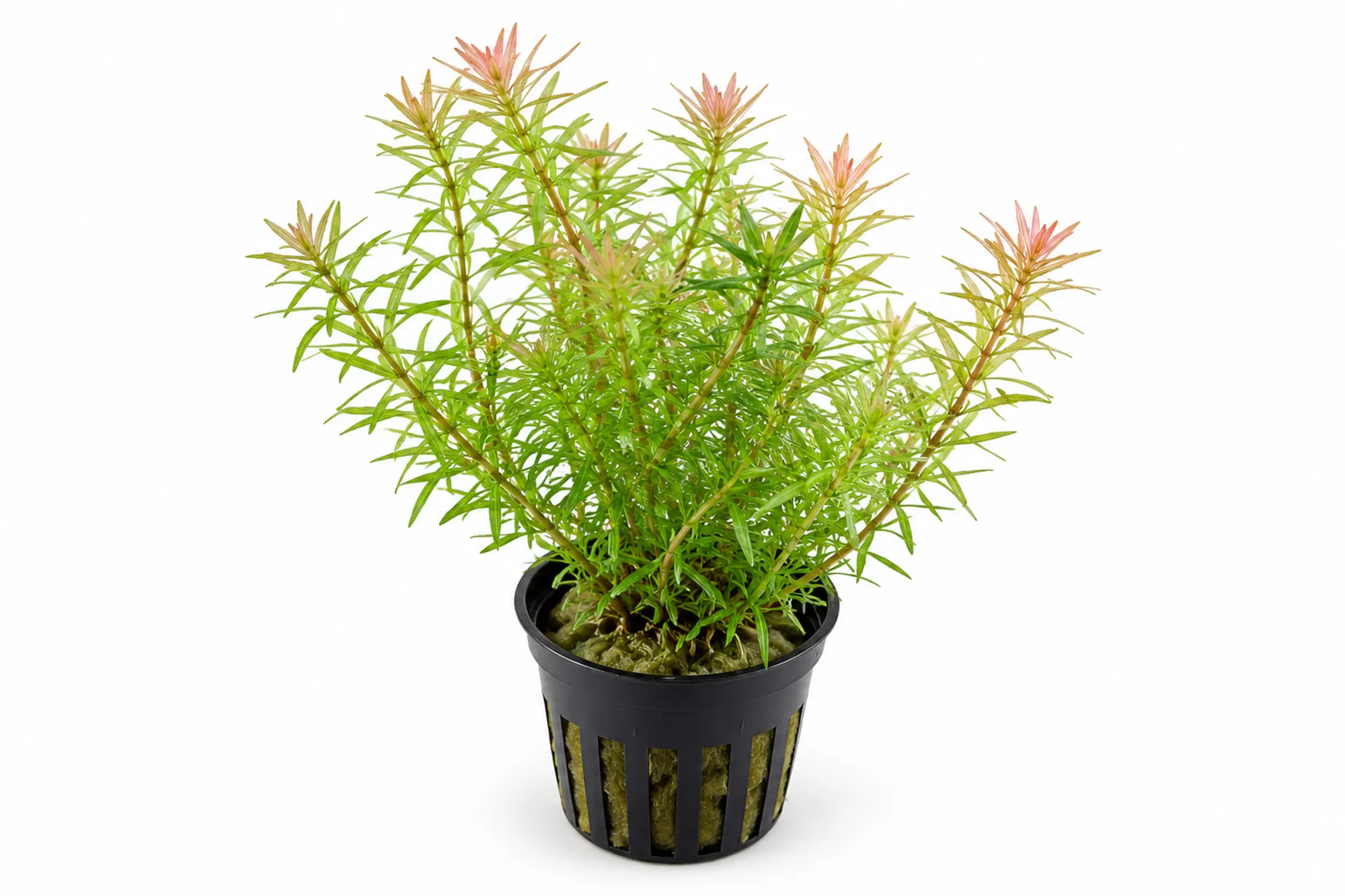 Rotala à feuilles verticillées, Rotala wallichii, en pot