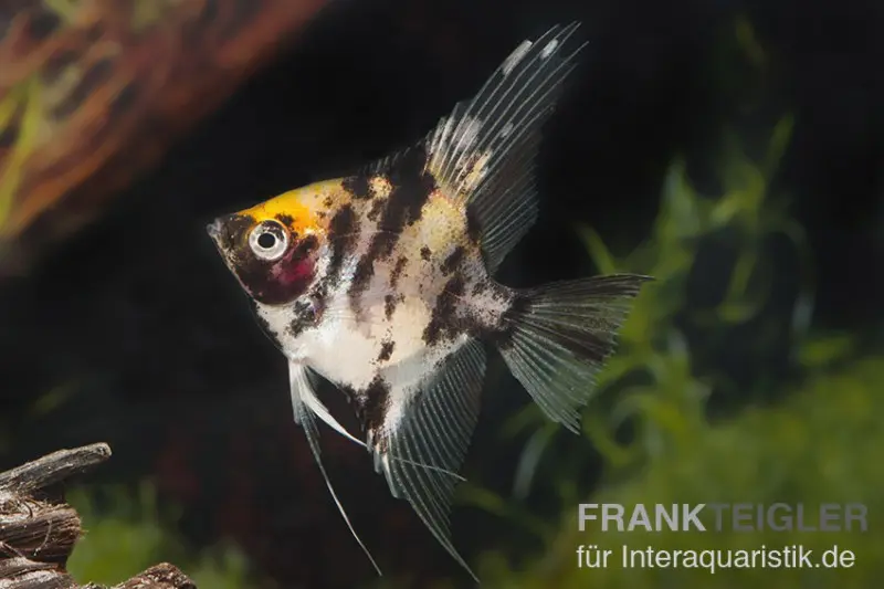 Scalaire tête d’or, Pterophyllum scalare