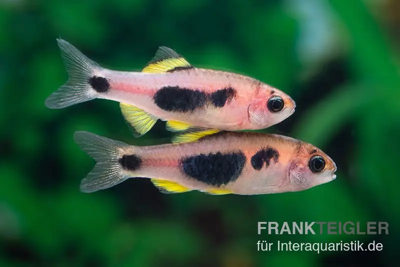 Barbe papillon, Barbus hulstaerti (mini-poisson)