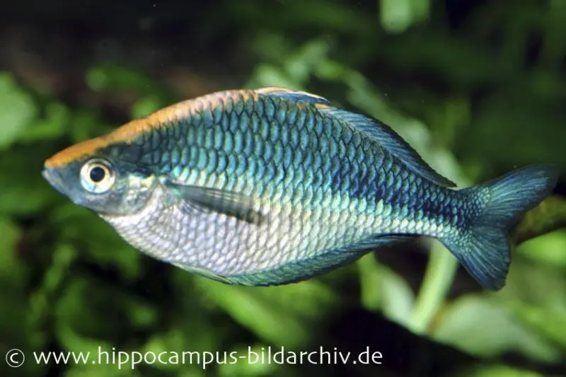 Poisson arc-en-ciel turquoise, Melanotaenia lacustris, élevage allemand 5-6 cm