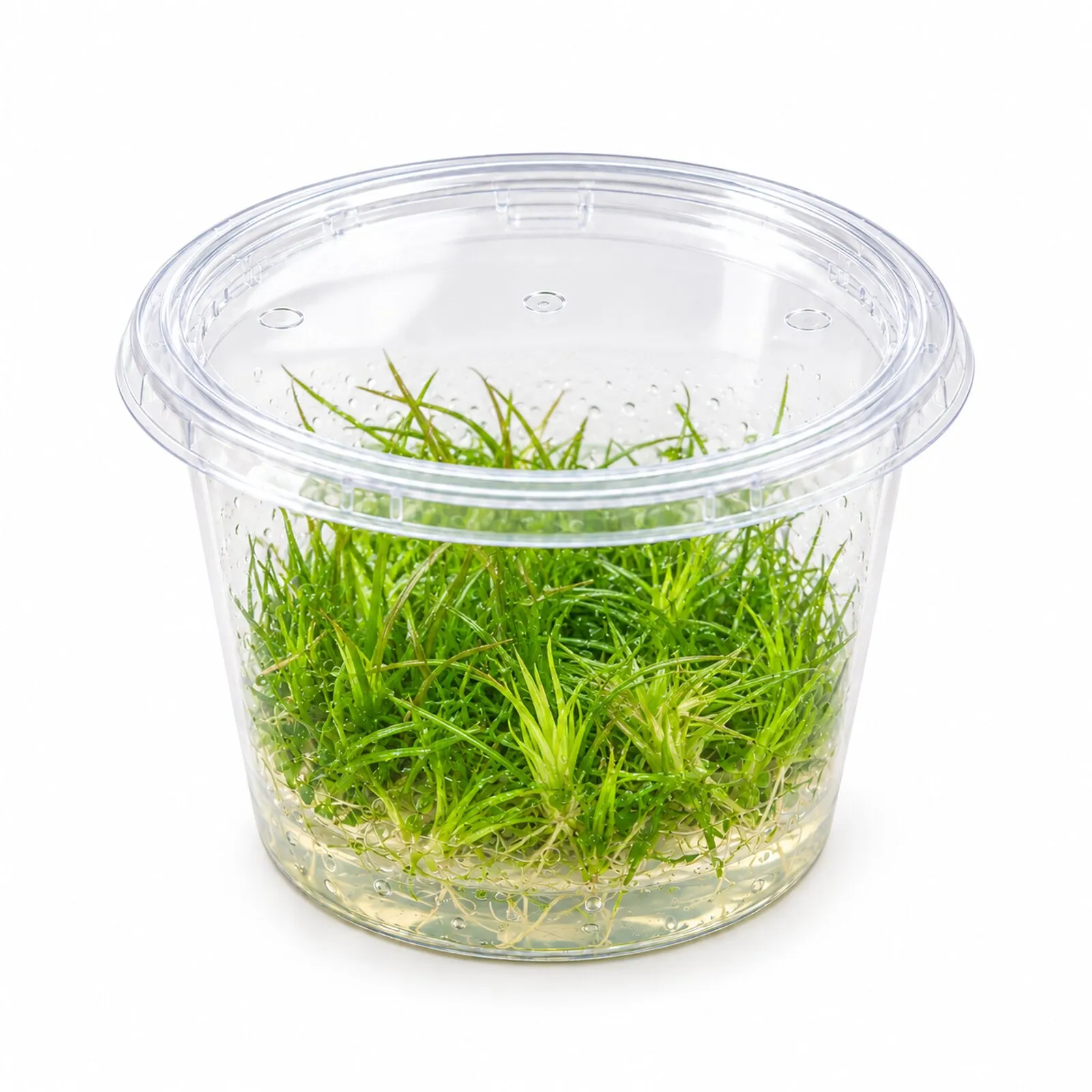 Ériocaulon cinereum, Eriocaulon cinereum, in vitro
