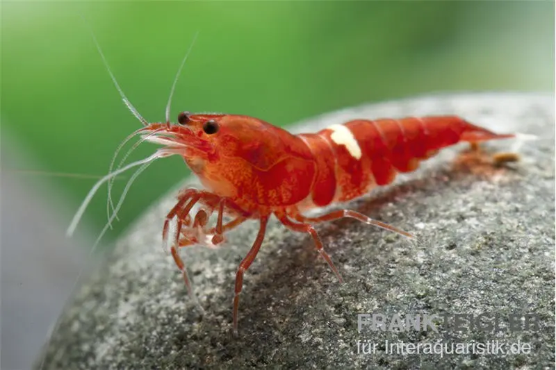Crevette Taiwan Bee Red Ruby (Red King Kong)